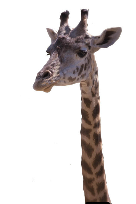 460>_626375